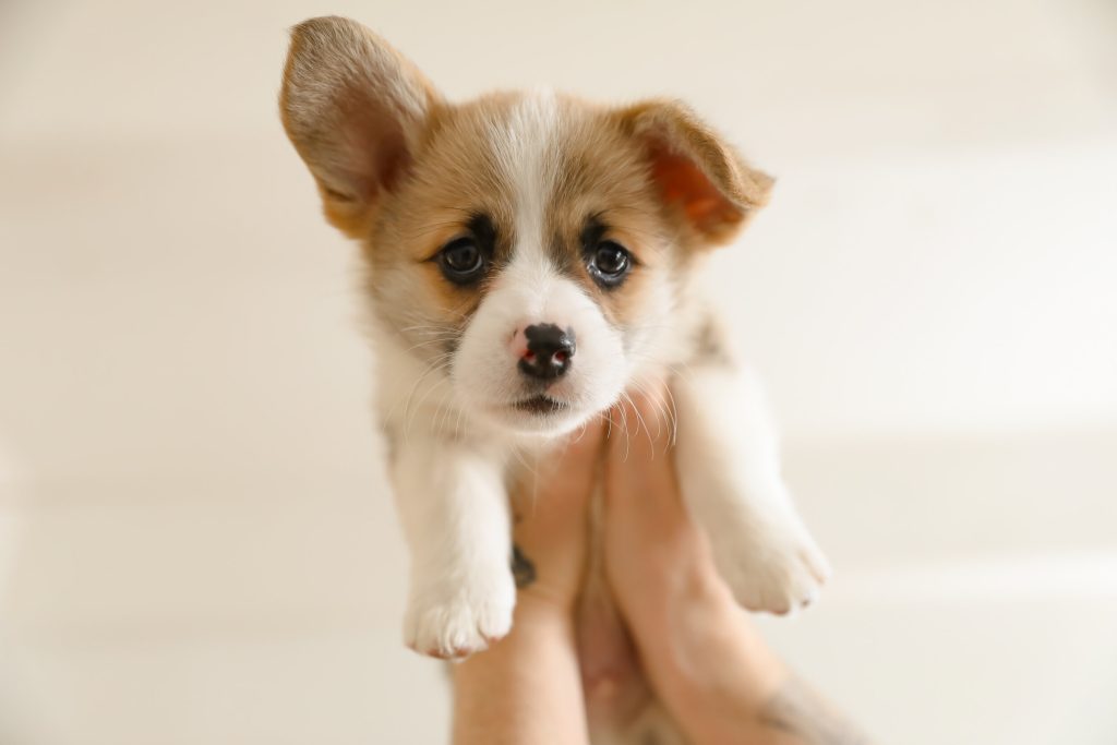 Pets’ Perfect Preparations: Practical Purchases for Puppies and Purring Pals