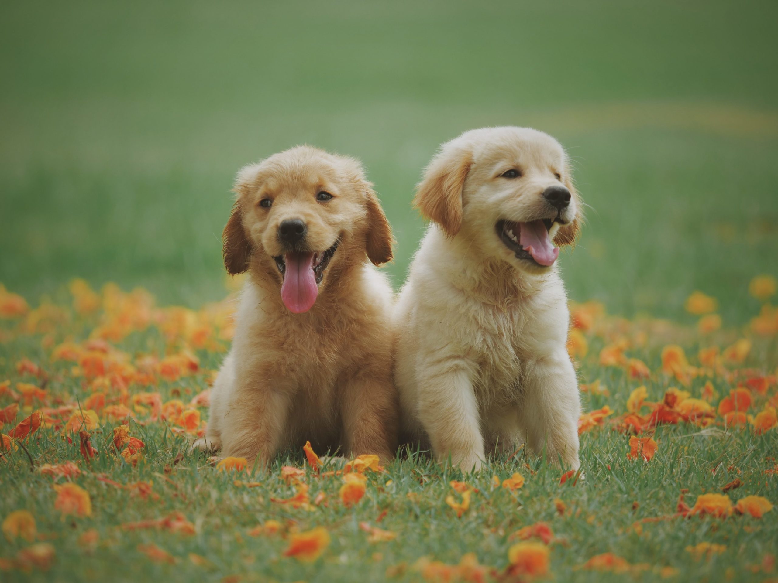 Pets’ Perfect Preparations: Practical Purchases for Puppies and Purring Pals